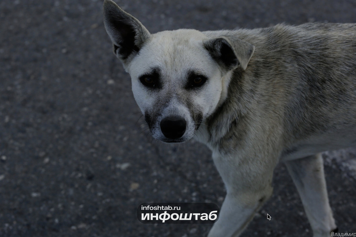 Владельцев собак в Ульяновском районе попросили не оставлять питомцев без присмотра 28 октября

В Ульяновском районе 28 