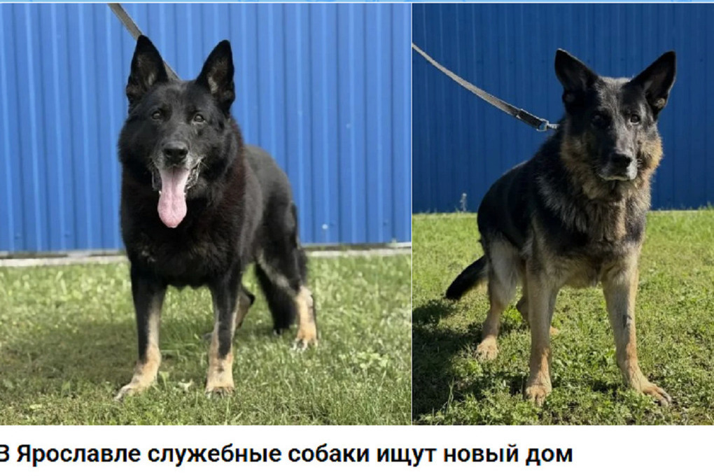 В Ярославле ищут хозяев полицейским собакам-пенсионерам

Отдельный батальон патрульно-постовой службы полиции г. Ярослав