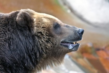 Российская пенсионерка с кастрюлей в руках набросилась на дикого медведя

Жительница Красноярского края набросилась на а
