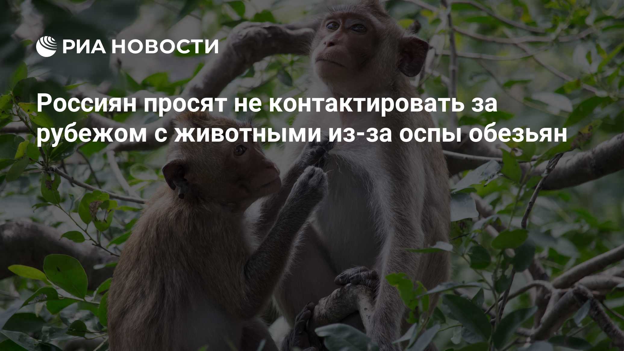 Россиян просят не контактировать за рубежом с животными из-за оспы обезьян

Краткий пересказ от РИА ИИ

Роспотребнадзор 