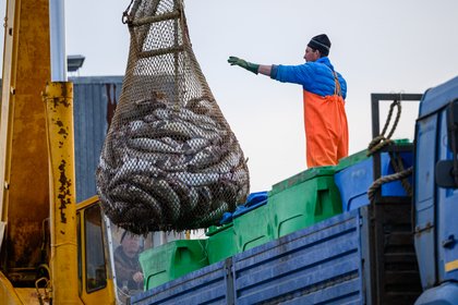 Стоимость ключевых видов рыб в России взлетела

С начала года оптовая стоимость ряда ключевых видов рыб в России взлетел