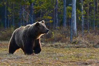 Названа причина спокойного сезона с медведями на Чукотке

Хорошая кормовая база помогла сократить число конфликтных ситу