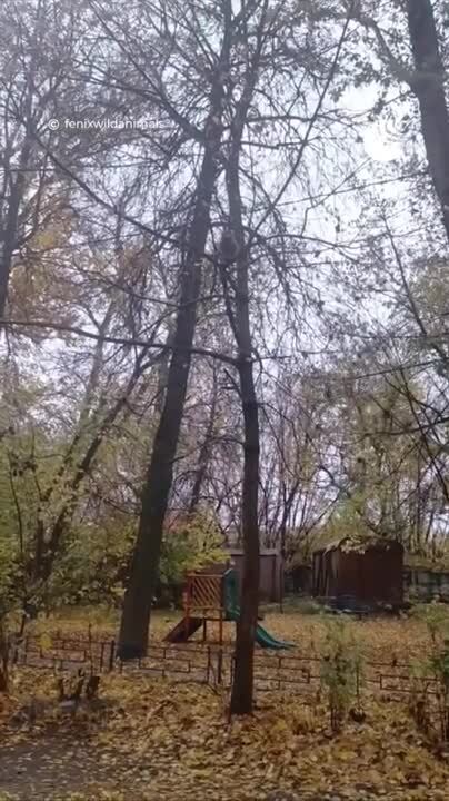 Обезьяна сбежала от хозяйки в Калуге

Ее обнаружили на дереве сегодня утром - спасатели и зоозащитники расставили ловушк