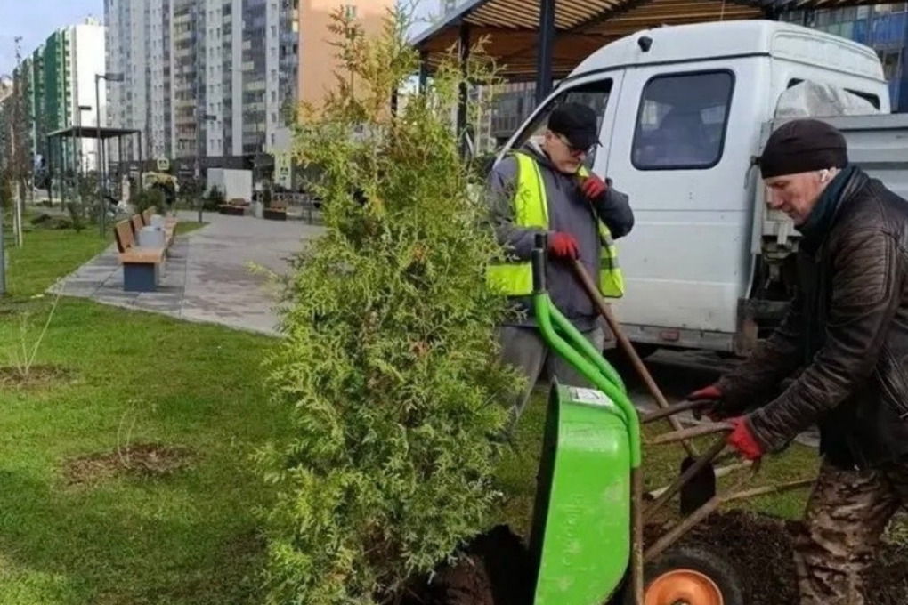 На Воронцовском бульваре в Мурино заменили погибшие деревья и кустарники

В Мурино сотрудники МБУ «СРТ» заменили зеленые