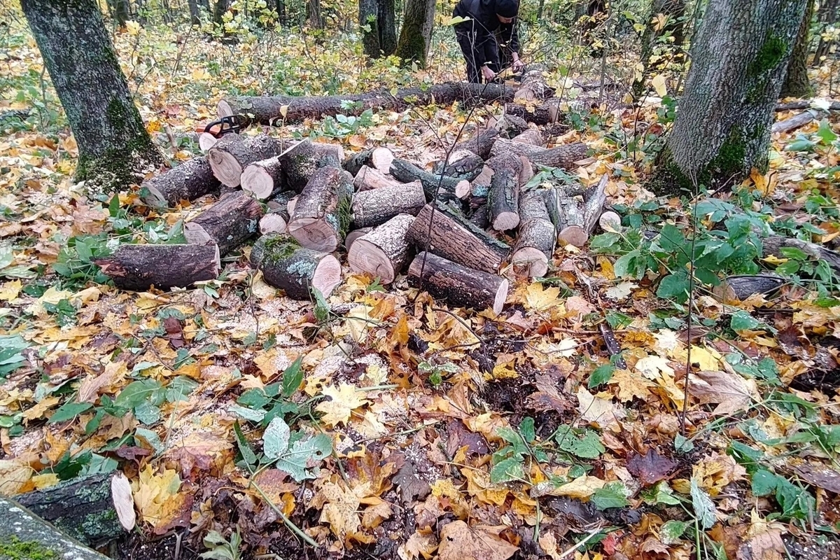 В Курской области заготовили 30 кубов дров для семей участников СВО

Валежник передадут жителям приграничных территорий 