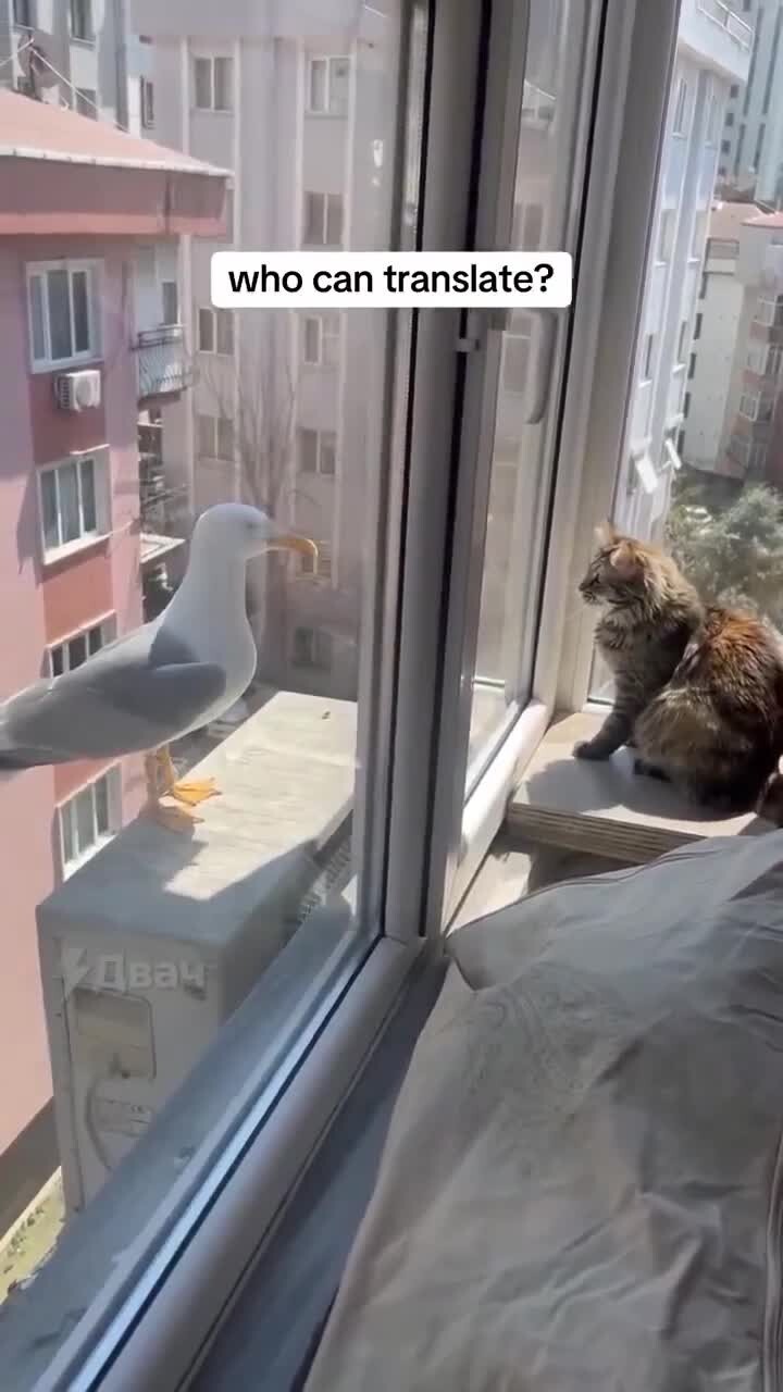 Кошка пообщалась с чайкой

Домашняя кошка и чайка пообщались через окно. Как вы думаете, о чём они разговаривали?