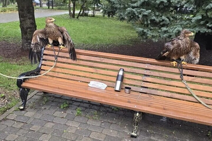 В Пятигорске у уличных фотографов изъяли еще двух орлов

Глава Пятигорска Дмитрий Ворошилов написал в своем телеграм-кан