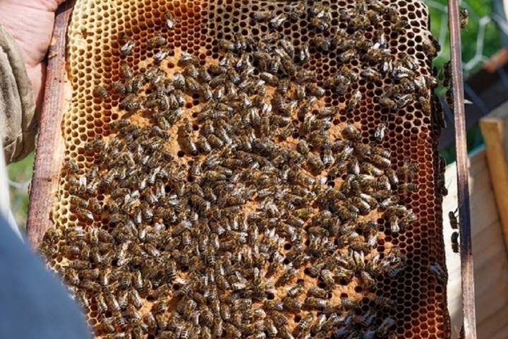 Россельхознадзор нашел нарушения при продаже меда в Карелии

Надзорное ведомство обнаружило, что некоторые предпринимате