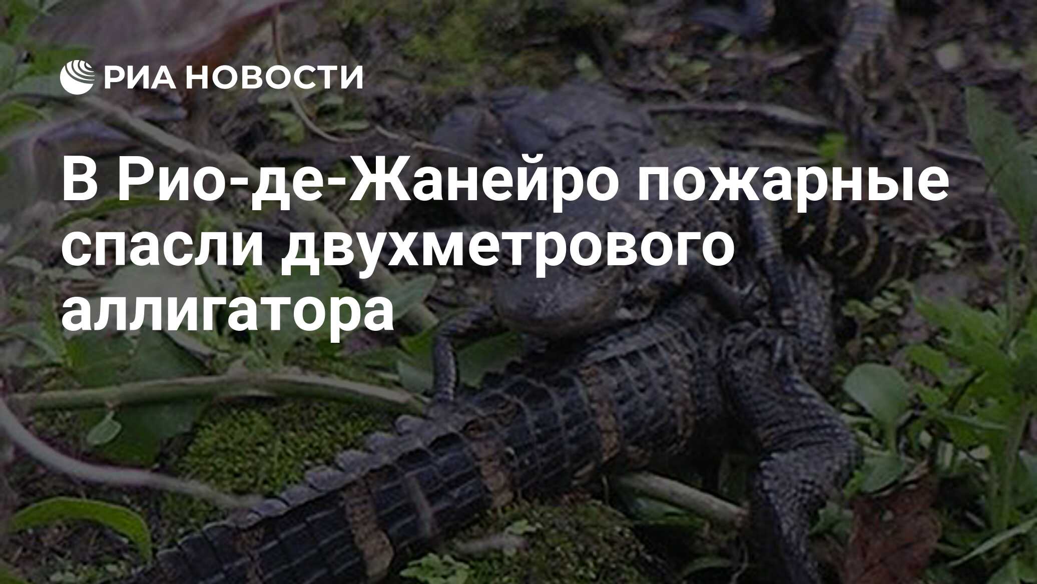 В Рио-де-Жанейро пожарные спасли двухметрового аллигатора

Краткий пересказ от РИА ИИ

Пожарные Рио-де-Жанейро спасли дв