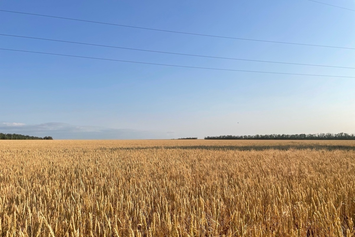 В Ростовской области выставлено на продажу сельхозпредприятие за 300 млн рублей

В Красносулинском районе Ростовской обл