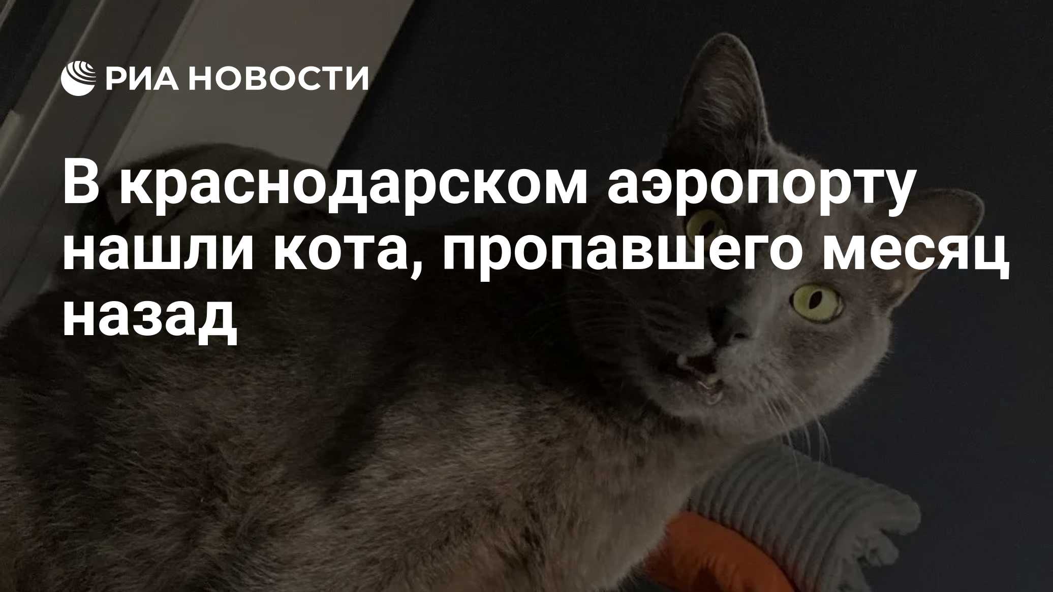 В краснодарском аэропорту нашли кота, пропавшего месяц назад

Краткий пересказ от РИА ИИ

В краснодарском аэропорту нашл