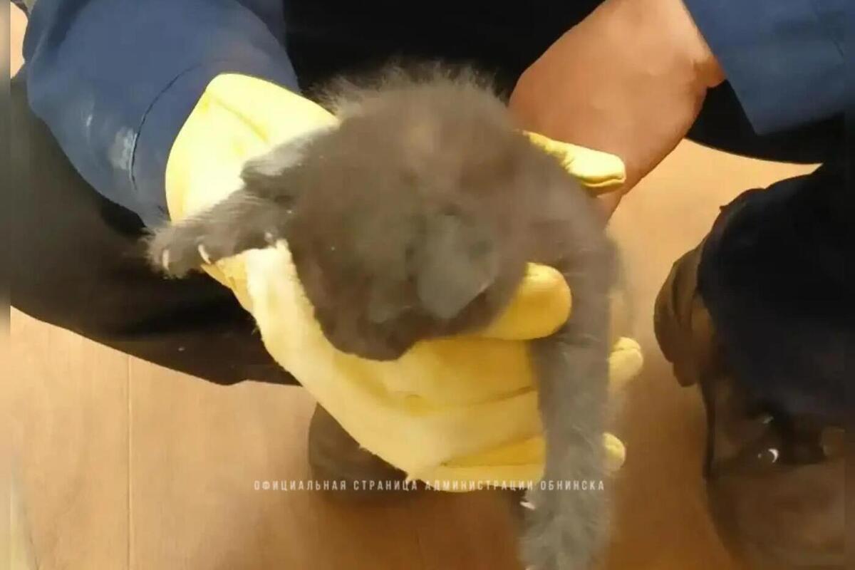 В Обнинске прошла операция по спасению котенка

Он застрял между трубами в подвале на Ленина, 120