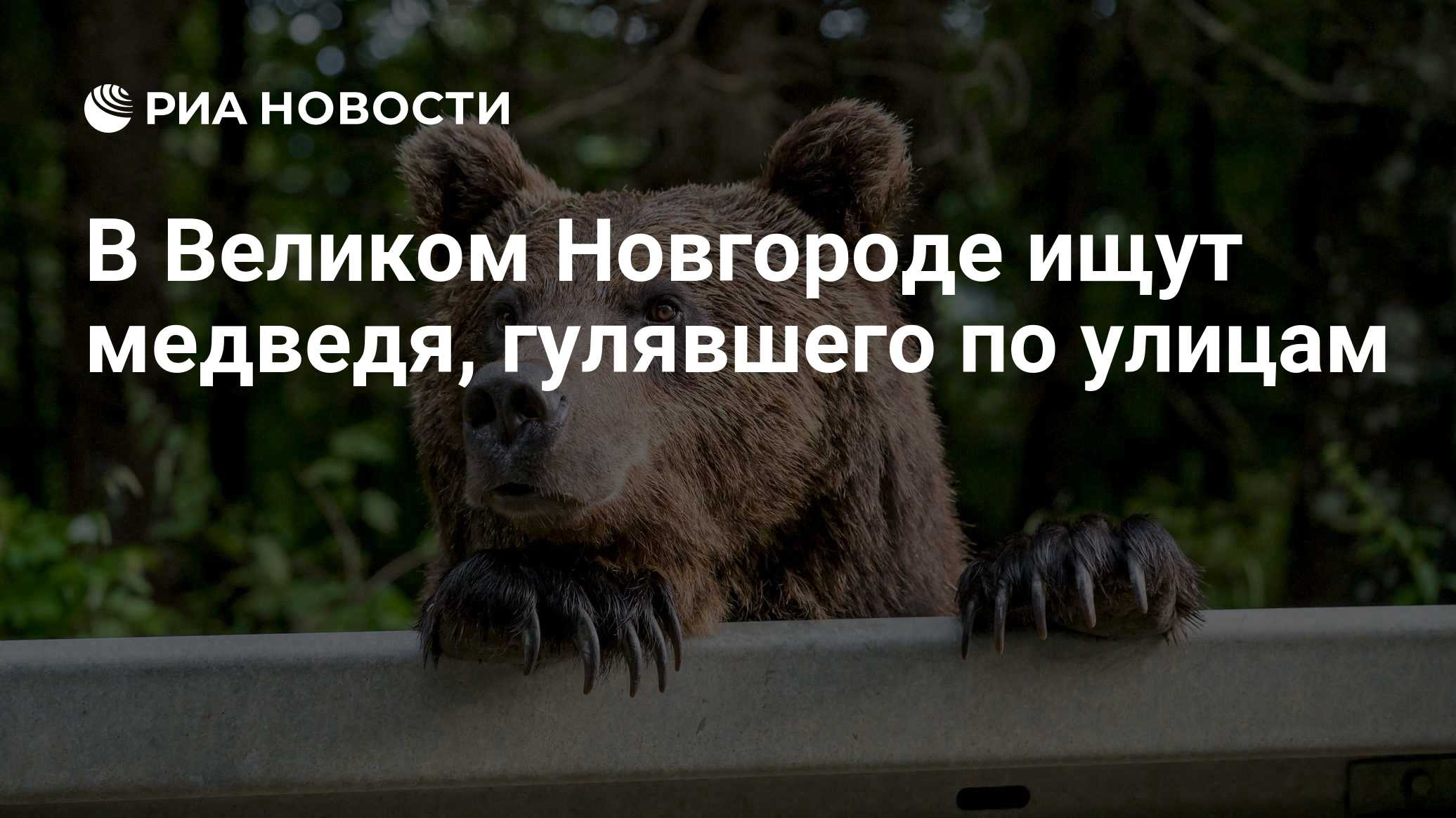 В Великом Новгороде ищут медведя, гулявшего по улицам

Краткий пересказ от РИА ИИ

Охотники ищут медведя, гулявшего ночь