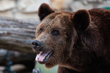 В российском регионе медведь зашел в кафе с людьми

В Кабанском районе Бурятии медведь пробрался на территорию кафе, в к