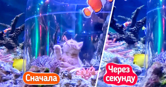 В океанариум привели котят, и на их реакцию на рыб невозможно смотреть без улыбки

Обычно в океанариуме главное животное