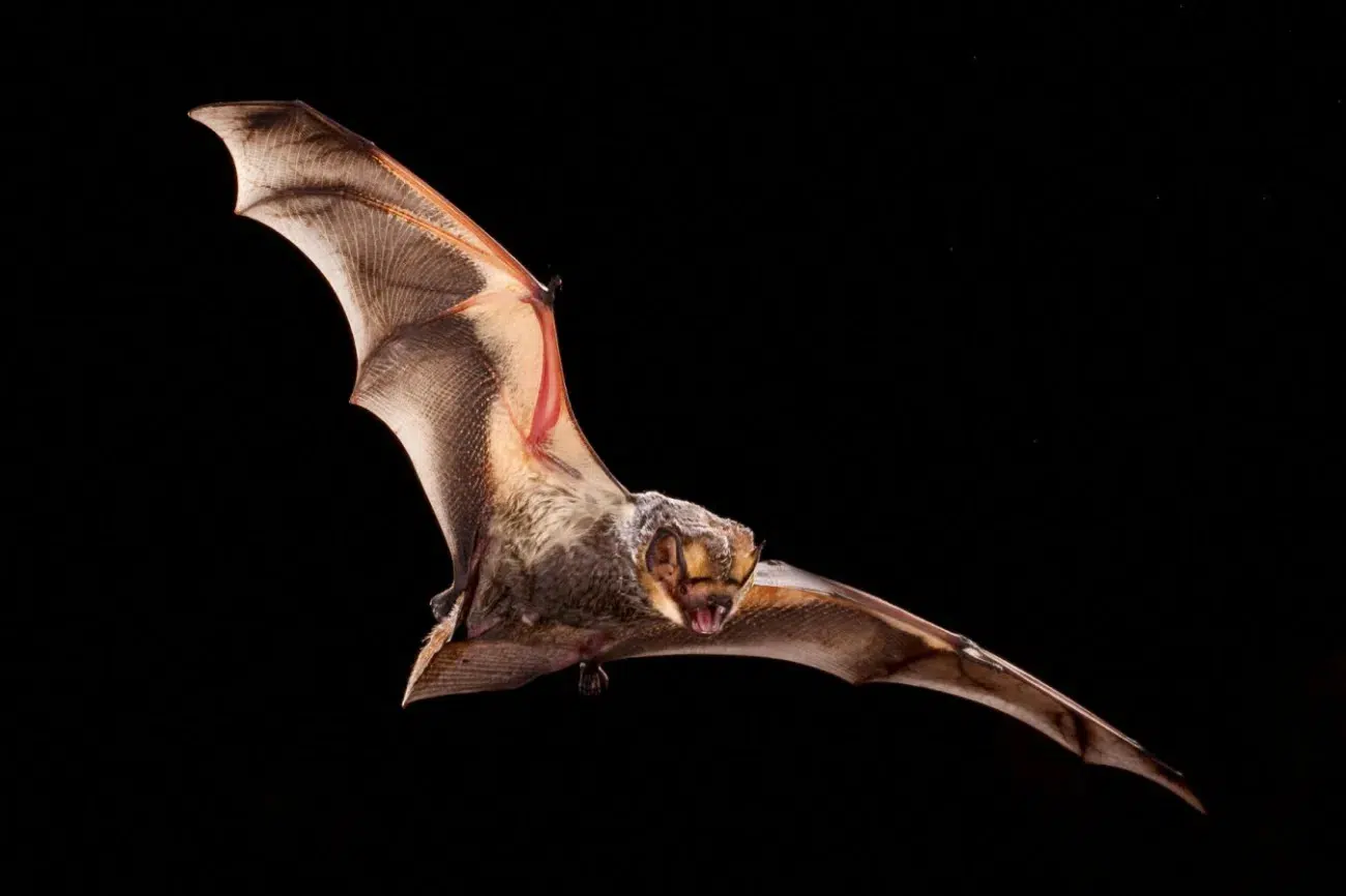 Ученые подсчитали, сколько летучих мышей убили американские ветряки за 44 года

Летучие мыши играют важную роль в природ