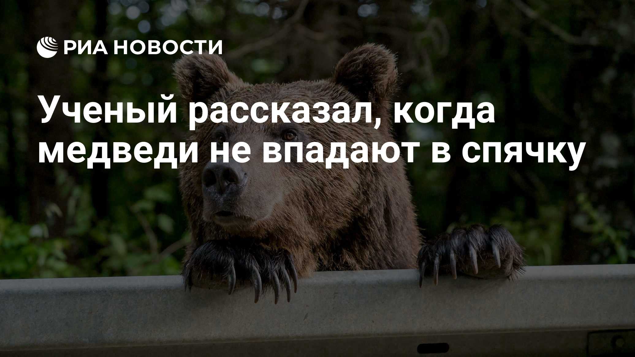 Ученый рассказал, когда медведи не впадают в спячку

Краткий пересказ от РИА ИИ

Медведи на юге России в теплые зимы мог