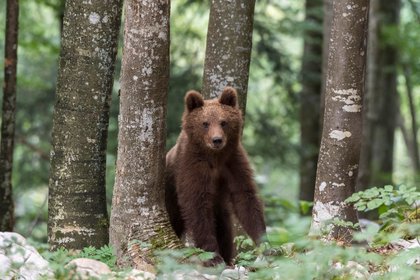 Медведь ворвался в дом российской пенсионерки

Медведь ворвался в дом к 83-летней пенсионерке в поселке Дальний в Ханты-