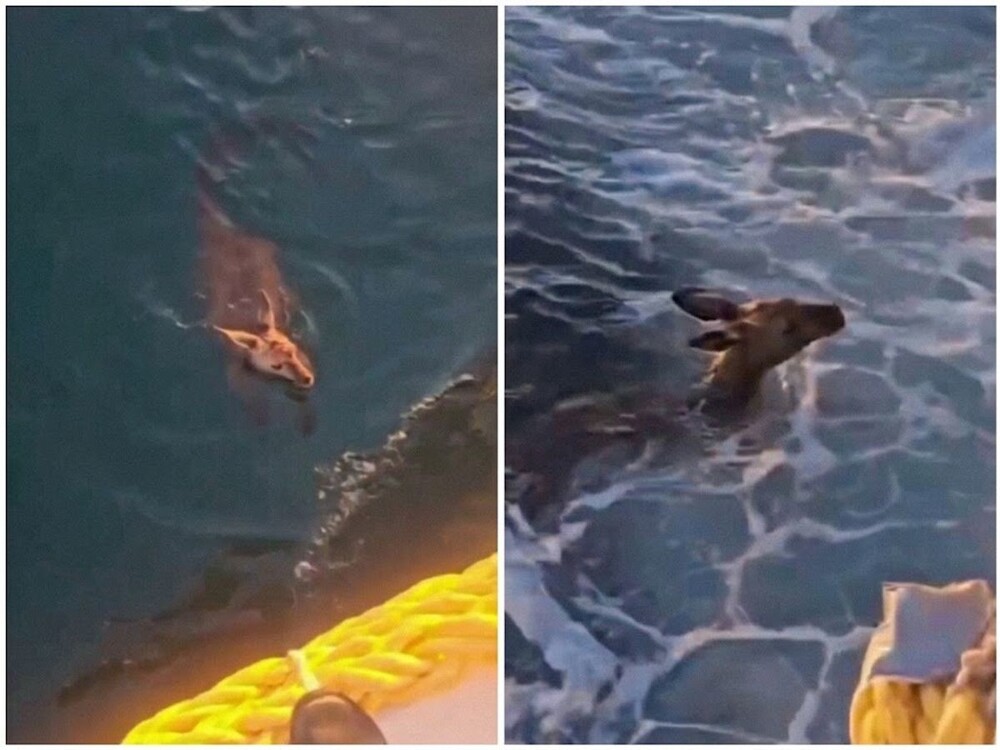 Экипаж рыболовного судна спас кенгуру из моря

Необычная спасательная операция произошла у побережья Южной Австралии. Ры